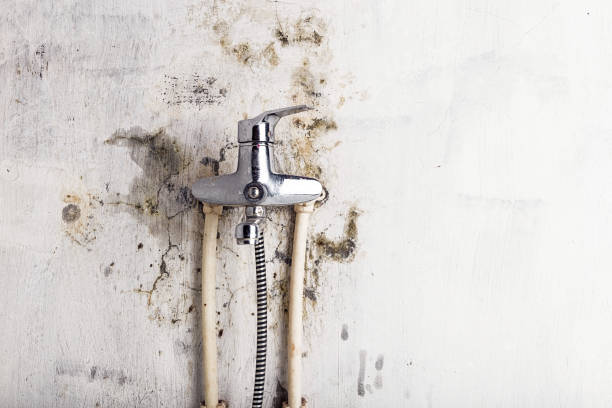 Best Same-Day Mold Removal  in Woodstock, IL