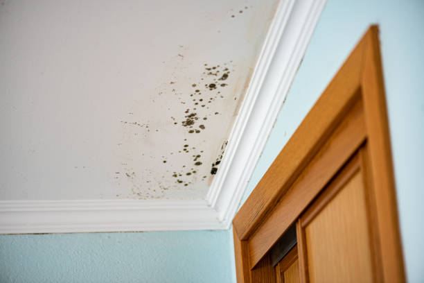 Best Local Mold Removal Service  in Woodstock, IL
