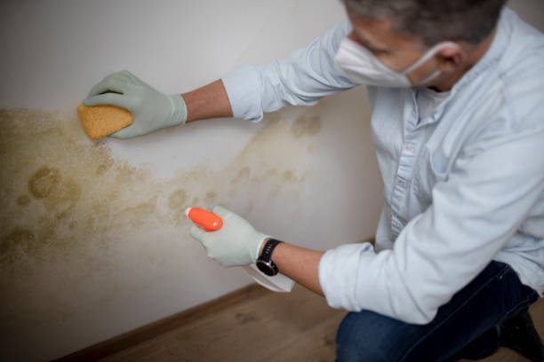 Attic Mold Removal in Woodstock, IL