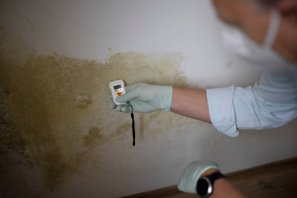 Best Best Mold Removal Companies  in Woodstock, IL