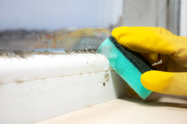 Best Mold Cleaning Services  in Woodstock, IL