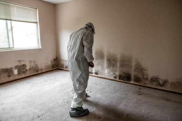 Best Toxic Mold Removal  in Woodstock, IL
