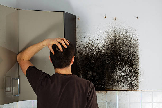 Best Mold Remediation  in Woodstock, IL