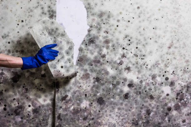 Best Crawl Space Mold Removal  in Woodstock, IL