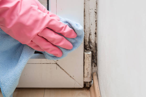 Best Certified Mold Removal  in Woodstock, IL