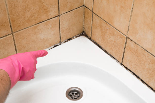 Best Mold Testing and Removal  in Woodstock, IL