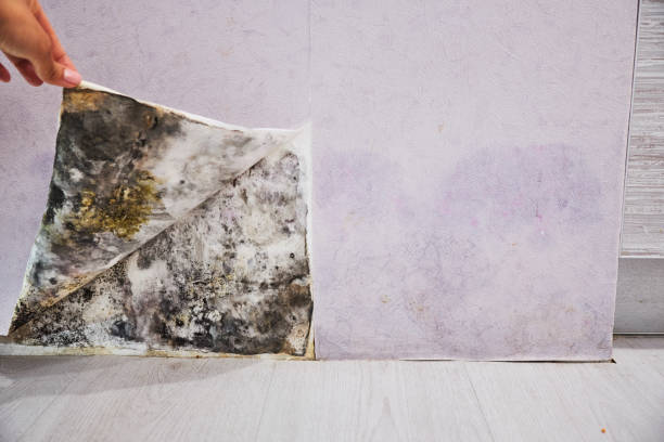 Trusted Woodstock, IL Mold Removal Experts